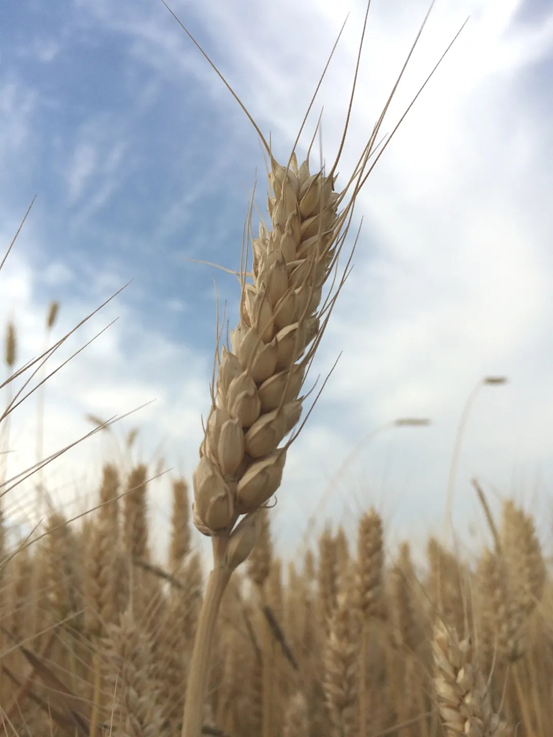 1604369249625208.png image.png